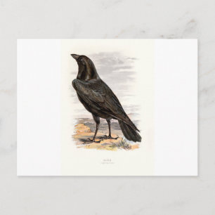 Vertraute Wildvögel Swaysland Rabe Postkarte