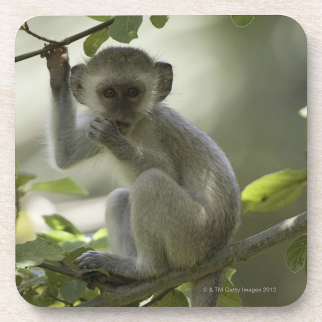 Vervet Affe, Simbabwe Getränkeuntersetzer (Vorderseite)