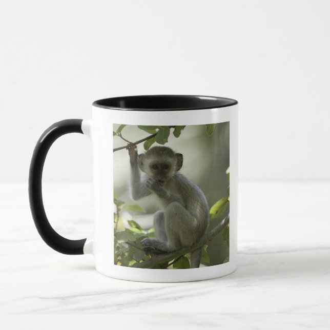Vervet Affe, Simbabwe Tasse (Links)