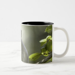 Vervet Affe, Simbabwe Zweifarbige Tasse