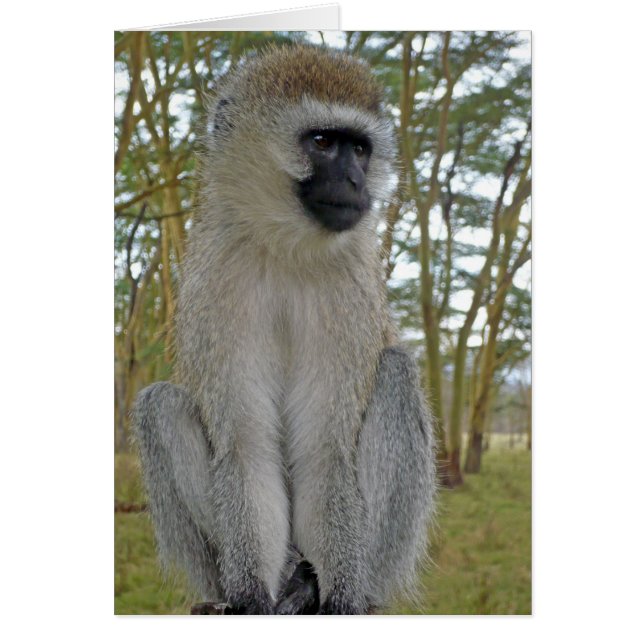 Vervet Monkey (Vorne)