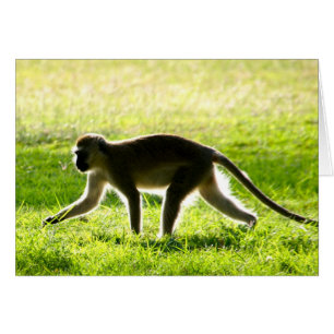 Vervet Monkey Morning