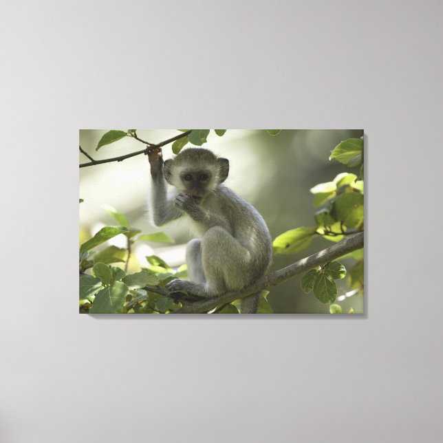 Vervet Monkey, Simbabwe Leinwanddruck (Vorderseite)