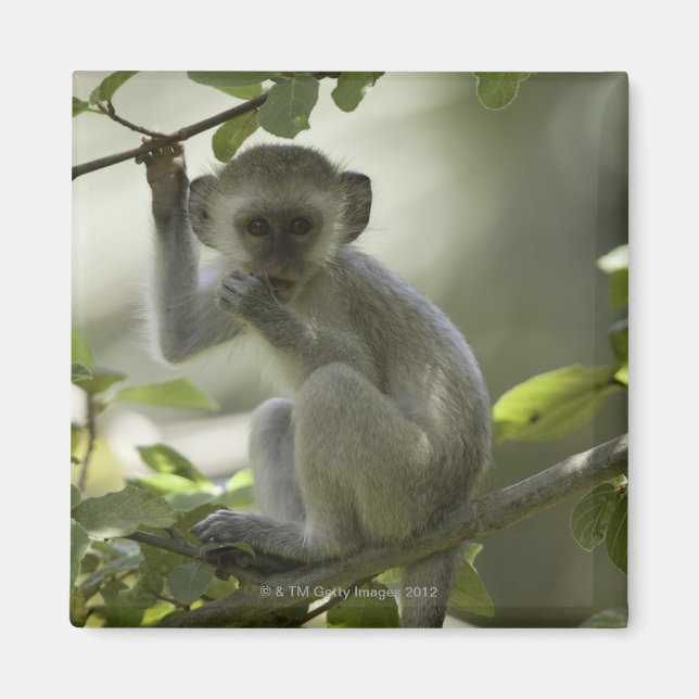 Vervet Monkey, Simbabwe Magnet (Vorne)