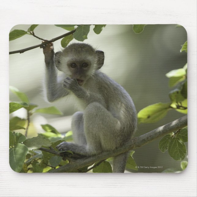 Vervet Monkey, Simbabwe Mousepad (Vorne)
