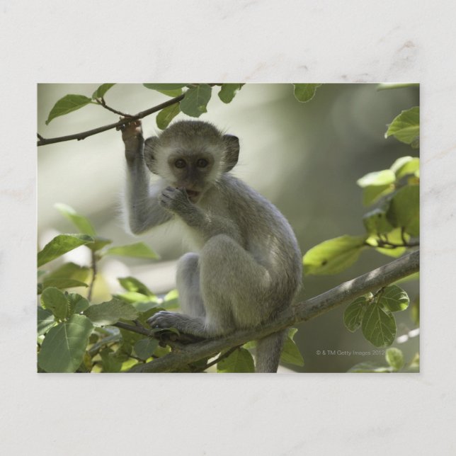 Vervet Monkey, Simbabwe Postkarte (Vorderseite)