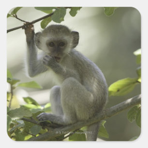 Vervet Monkey, Simbabwe Quadratischer Aufkleber
