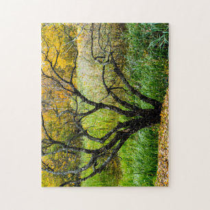 Verwachsener Herbstlicher Karelier-Birkenbaum