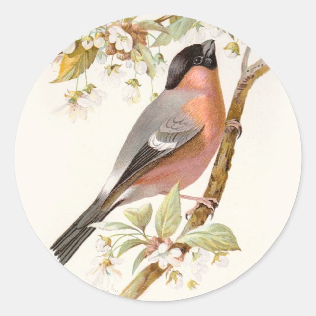 Verwandter Wild Birds Swaysland Great Bullfinch Runder Aufkleber (Vorderseite)