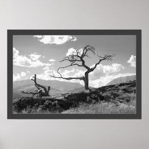 Verwelkter Baum (eingefaßt) Poster