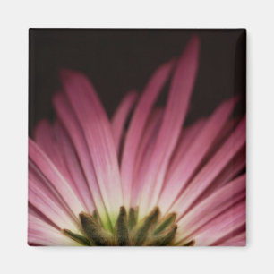 Verwelktes lila Gänseblümchen Magnet