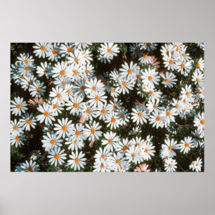 Verwirrtheit der weißen Sterne (Asteraceae) Poster