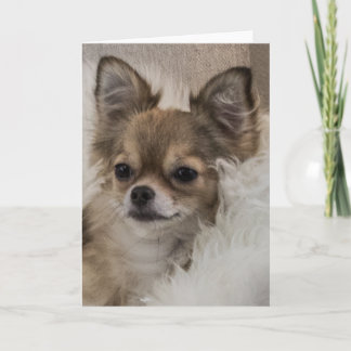 Verwöhnter Chihuahua entspannt sich Karte
