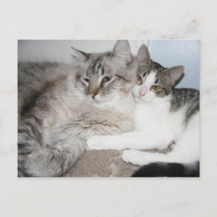 Verworfene Kätzchen in der Liebe Postkarte