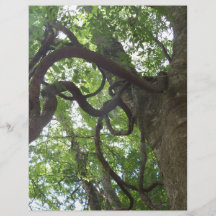 verworrene alte Weinreben in Bäumen