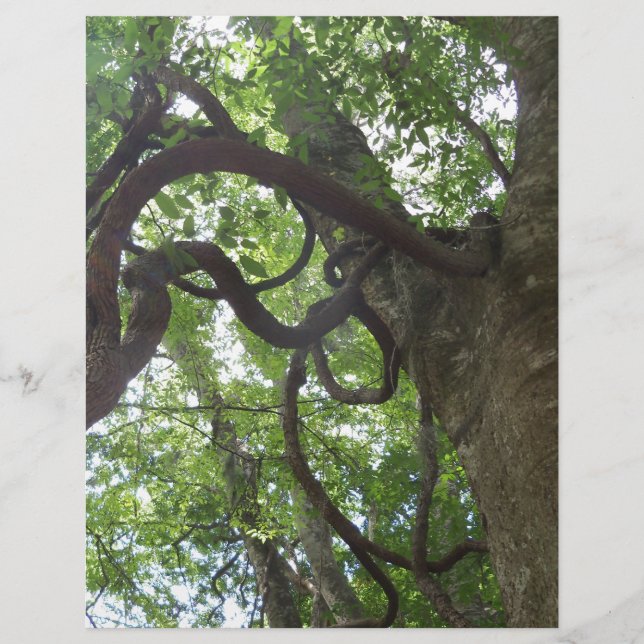 verworrene alte Weinreben in Bäumen (Vorderseite)