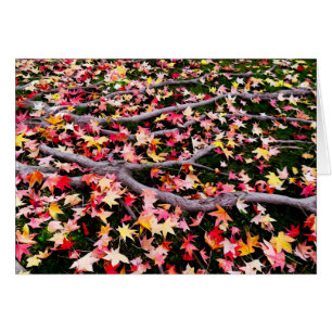 Very Colorful Maple Leaves
