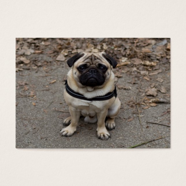 Very Serious Pug (Vorderseite)