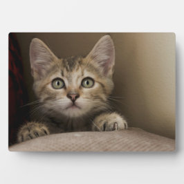 Very Sweet Tabby Kitten Fotoplatte