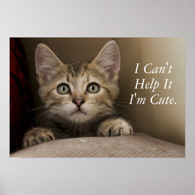 Very Sweet Tabby Kitten Poster (Vorne)