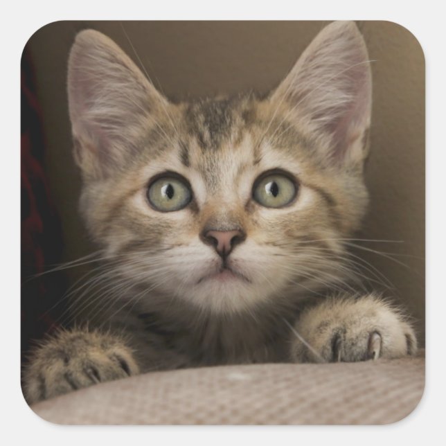 Very Sweet Tabby Kitten Quadratischer Aufkleber (Vorderseite)