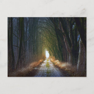 Verzauberte Forststraße 3 Postkarte
