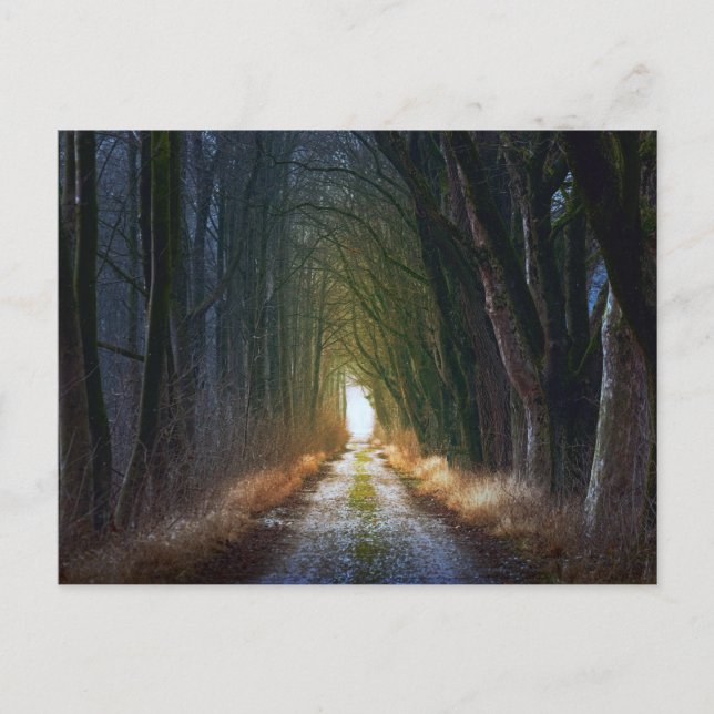 Verzauberte Forststraße 3 Postkarte (Vorderseite)