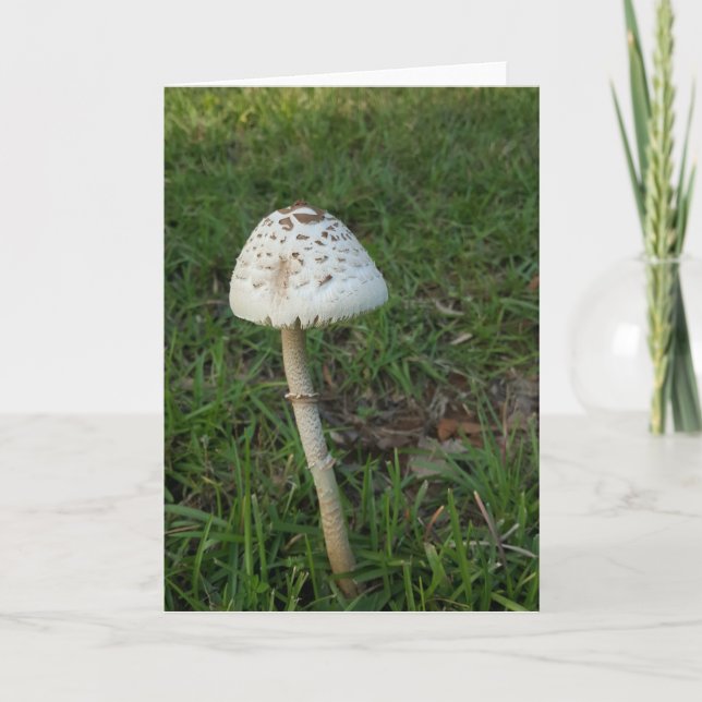 Verzauberter Pilz Notecards (freier Raum nach Karte (Vorderseite)