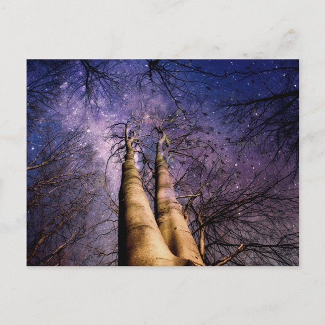verzauberter Wald Postkarte (Vorderseite)