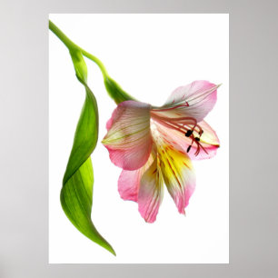 Verzauberungs-Kunst-Druck/Plakat Poster
