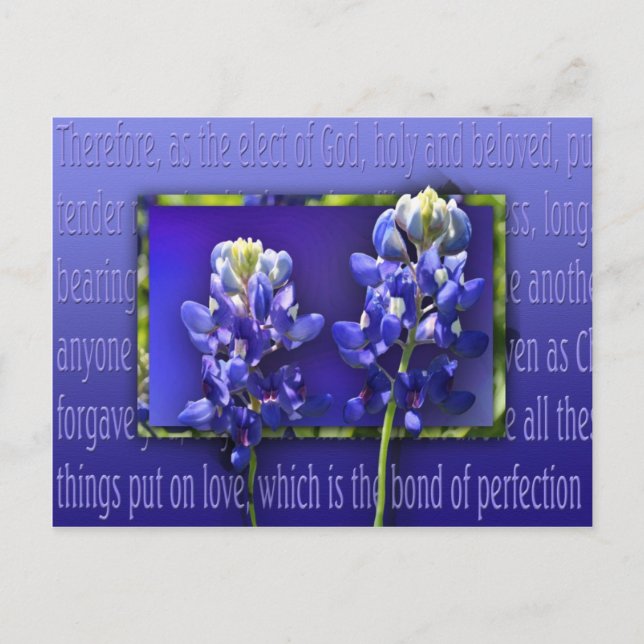 Verzeihung Postkarte (Vorderseite)