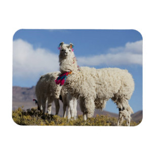 Verzierde Lama-Herde in der Puna, Anden Magnet