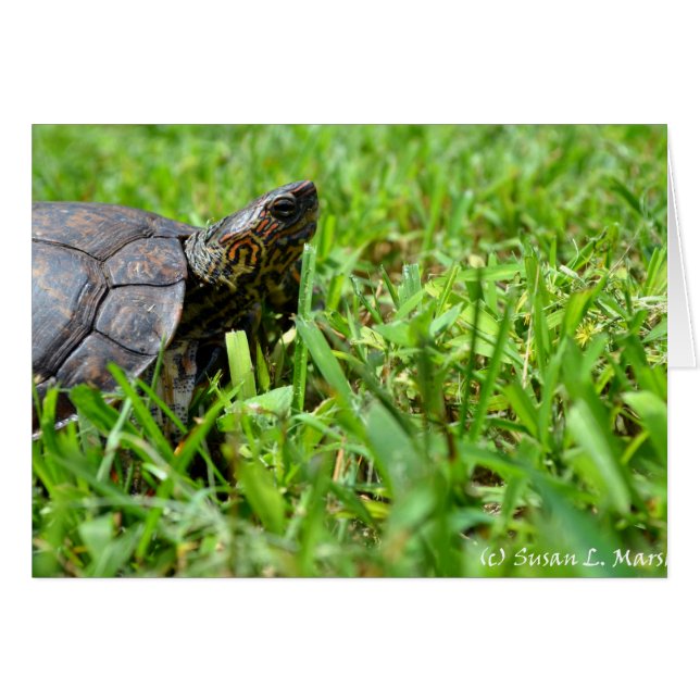 verzierte Holzschildkröte sieht richtig aus (Vorderseite (Horizontal))