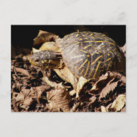 Verzierte Kasten-Schildkröte