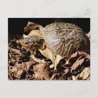 Verzierte Kasten-Schildkröte Postkarte