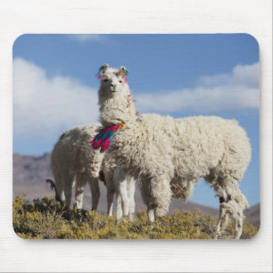 Verzierte Lama-Herde in der Puna, Anden Mousepad