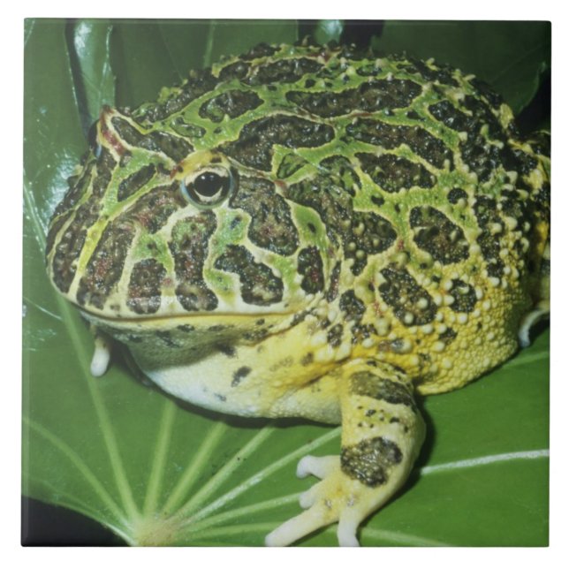 Verzierter Hornfrosch (Ceratophrys ornata), Fliese (Vorderseite)