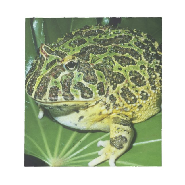 Verzierter Hornfrosch (Ceratophrys ornata), Notizblock (Vorderseite)
