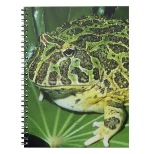 Verzierter Hornfrosch (Ceratophrys ornata), Notizblock