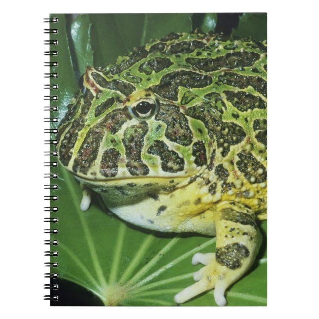Verzierter Hornfrosch (Ceratophrys ornata), Notizblock (Vorderseite)