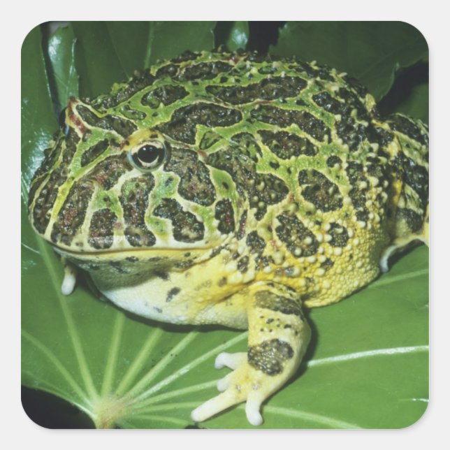 Verzierter Hornfrosch (Ceratophrys ornata), Quadratischer Aufkleber (Vorderseite)