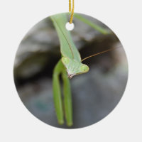Verzierung des betenden Mantis