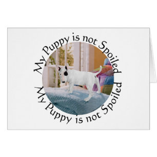 Verzogen? Bull Terrier Welpe . . . Nein