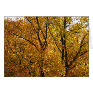 Verzweigungen gelber Blätter Heller Herbst farbenf