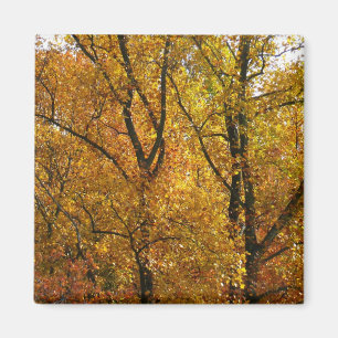Verzweigungen gelber Blätter Heller Herbst farbenf Magnet