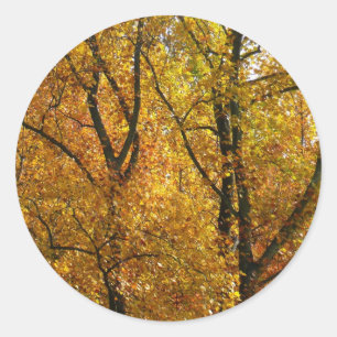Verzweigungen gelber Blätter Heller Herbst farbenf Runder Aufkleber