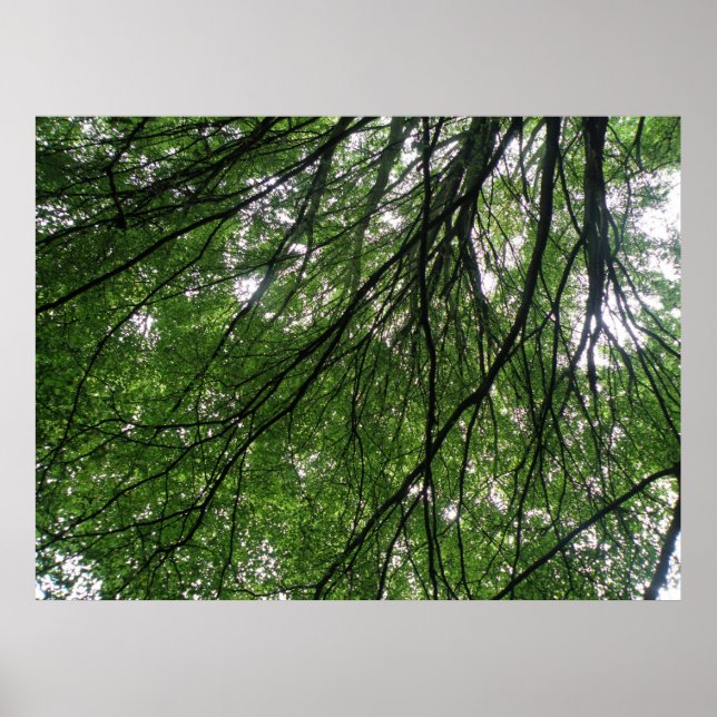 Verzweigungen und Blätter drucken Poster (Vorne)