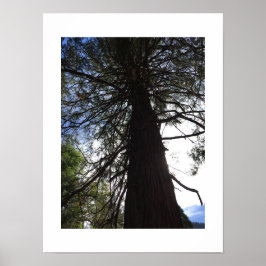 Verzweigungen Yosemite-grüne Farbfotografie Poster