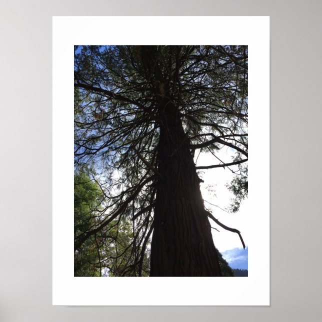 Verzweigungen Yosemite-grüne Farbfotografie Poster (Vorne)