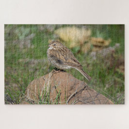 Vesper Sparrow